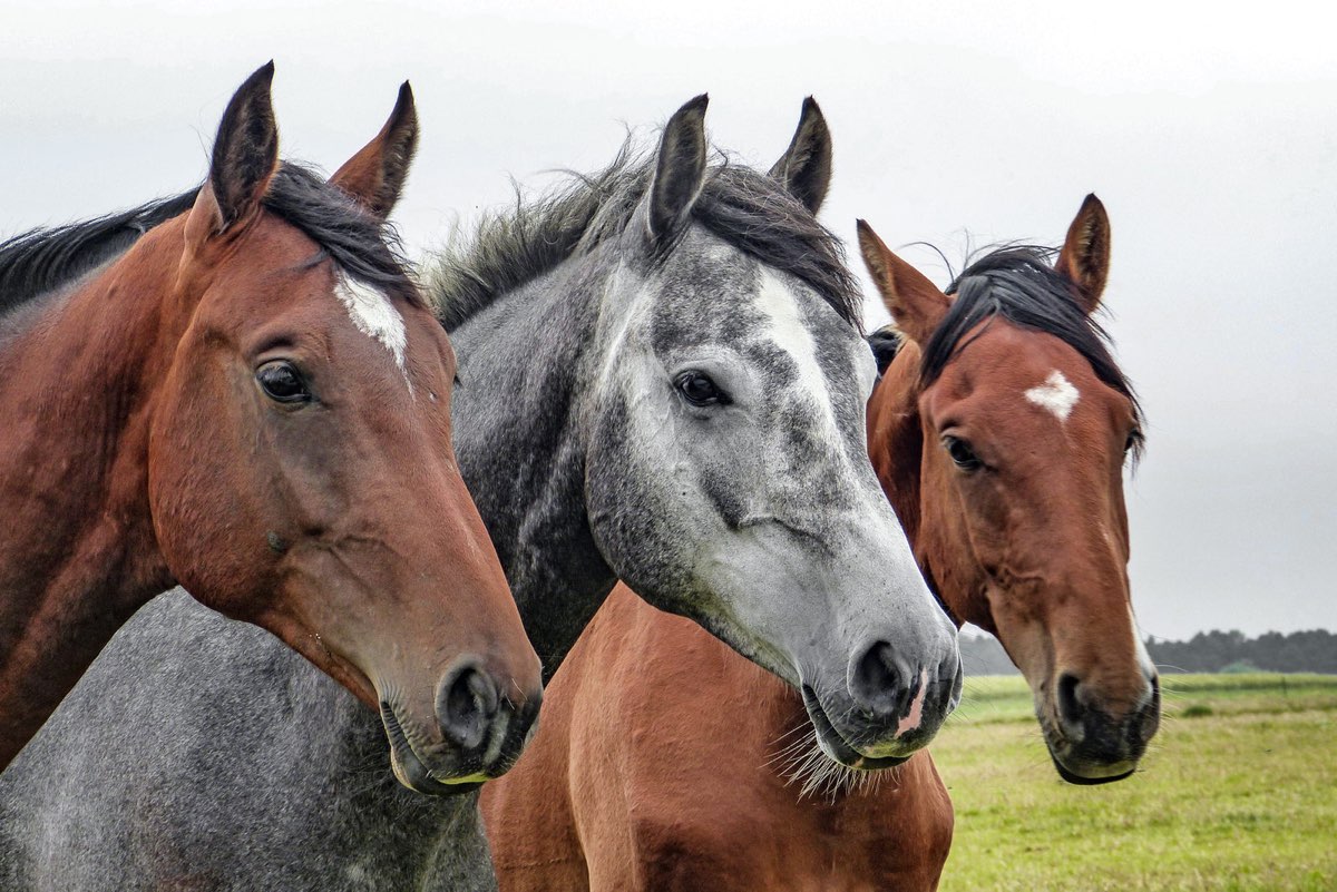 Three horses looking over a field